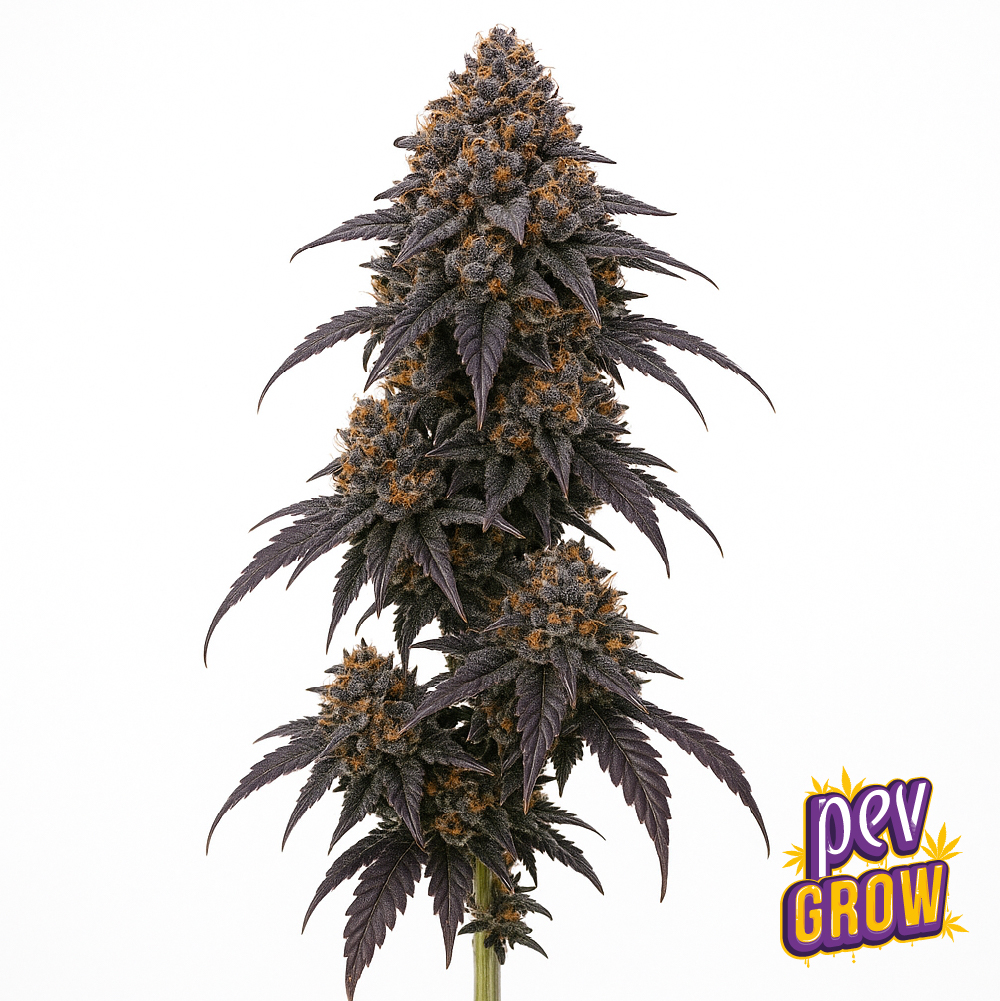 Gas Face Spain Seeds